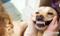 教你如何改善宠物牙结石 狗狗牙结石严重牙根都烂了怎么办