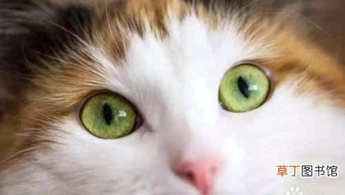 猫咪眼屎多的原因和处理方法 猫有眼屎是什么原因怎么处理