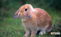 饲养宠物兔的环境和要求 兔子怕冷还是怕热怎么养