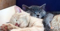 猫咪喜欢和人睡觉的原因 幼猫一定要跟人睡觉是怎么回事