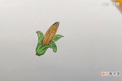 玉米的简笔画 玉米的简笔画步骤