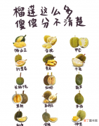 常见榴莲种类的区别及口感 榴莲哪个品种最好吃最贵呢