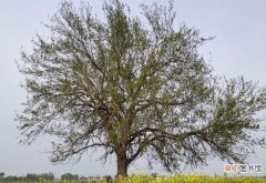 千年雌雄古桑树的传说 公桑树和母桑树的特点是什么