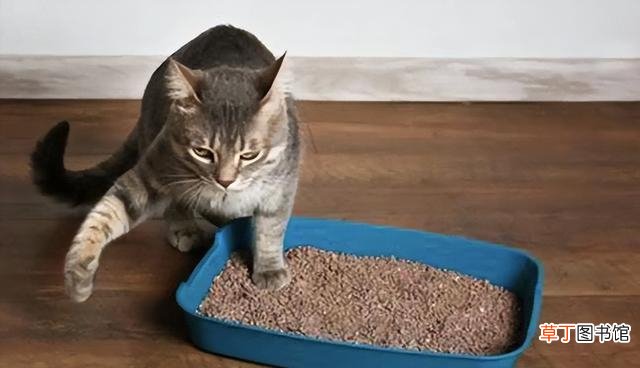猫咪不埋便便的原因分析 猫不埋屎了是什么原因造成的