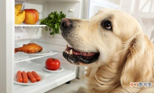 狗吃荔枝需要注意的事项 狗可以吃荔枝肉吗