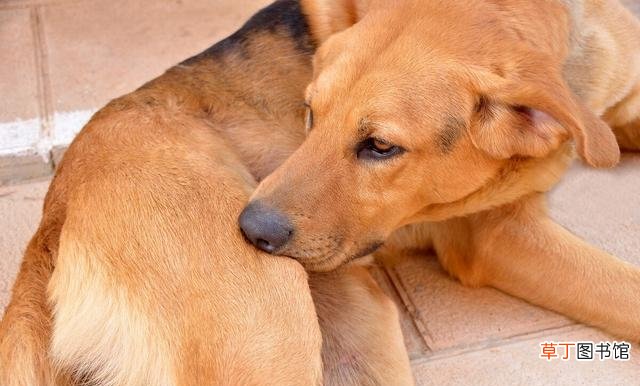 狗狗身体有虫的6大表现 狗狗体内有虫子是什么症状