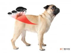 狗狗身体有虫的6大表现 狗狗体内有虫子是什么症状