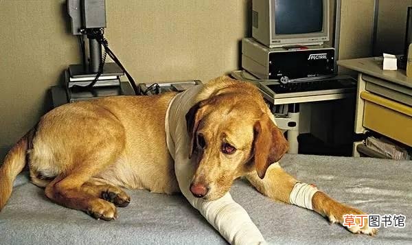 带你了解狗狗身体结构及容易受伤部位 狗狗身体器官部位图解