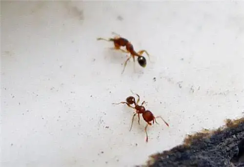 预防蚂蚁出现的小妙招 家里有蚂蚁是什么原因引起的