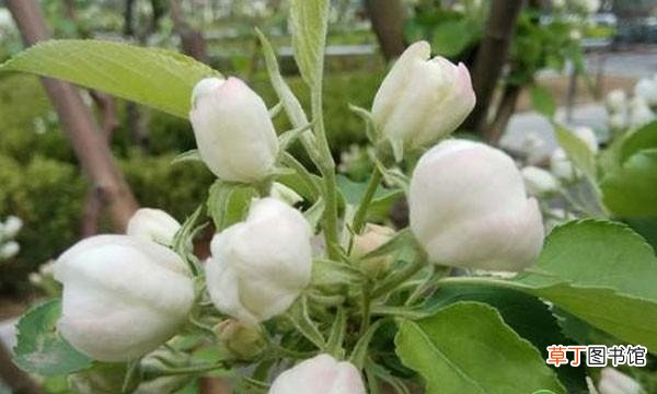 白色海棠最佳养殖的方法 海棠花有白色的吗