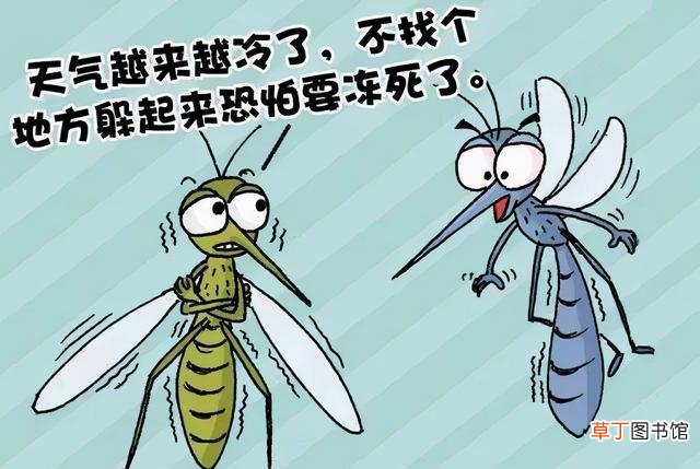 蚊子冬眠的过程 蚊子一般在哪里产卵