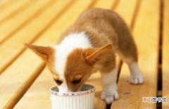 幼犬吃撑食物原因及缓解办法 幼犬吃撑了怎样急救最有效