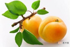 吃黄桃会胖吗 黄桃糖分高吗 黄桃是凉性的吗