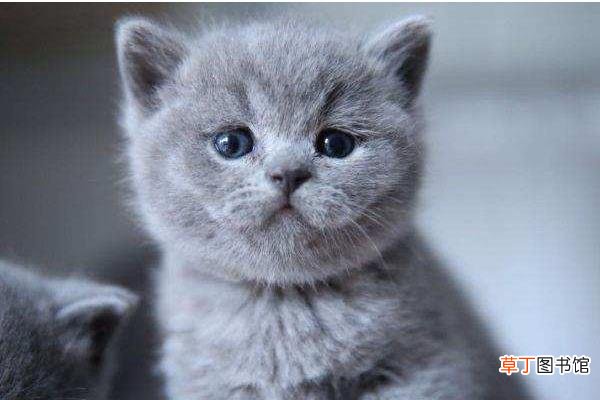 英短蓝猫为什么不粘人 英短蓝猫的寿命有多长