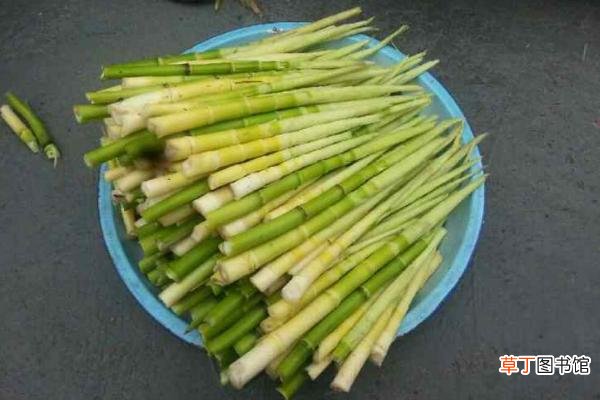 麻竹笋怎么做好吃又简单 麻竹笋市场价格多少钱一斤