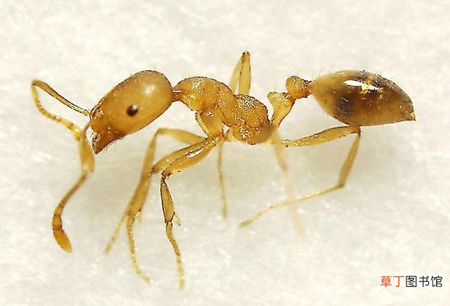 家里有黄蚁的原因及解决方法 黄蚂蚁为什么会出现在家里呢