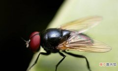 学会3个灭蝇妙招分享 有什么方法消灭苍蝇