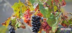 葡萄庭院种植的注意事项 葡萄的寓意和象征是什么
