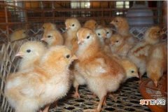蛋鸡鸡苗价格多少钱一只？ 蛋鸡鸡苗的饲养管理