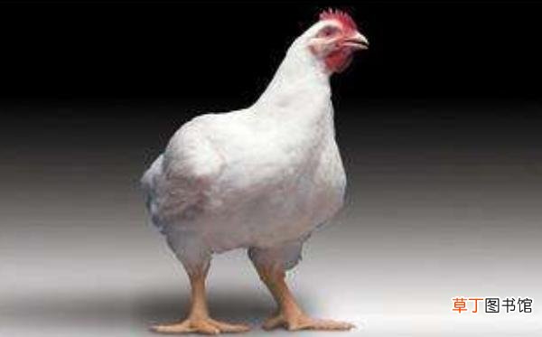 白羽肉鸡品种有哪些？ 白羽肉鸡怎么养殖