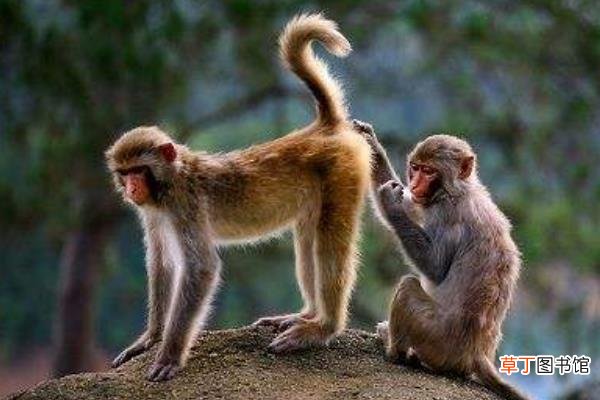 猴子的尾巴像什么 猴子的尾巴有什么作用