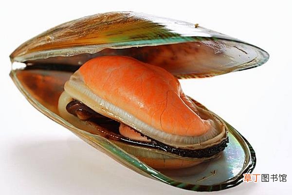 河蚌吃什么食物 河蚌是海鲜吗