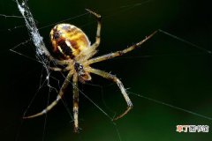 蜘蛛寿命有多长时间 蜘蛛能吃吗