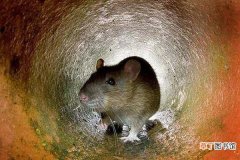 老鼠的寿命有多长 老鼠的智商有多高