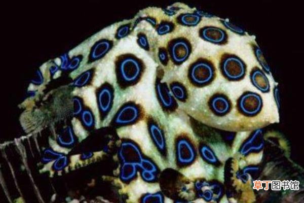 蓝环章鱼有毒吗 蓝环章鱼会咬人吗