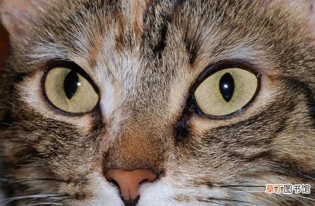 猫咪眼睛一大一小的原因 猫咪眼睛突然一大一小睁不开