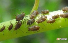 蚜虫的天敌是谁 防治蚜虫的农药有哪些