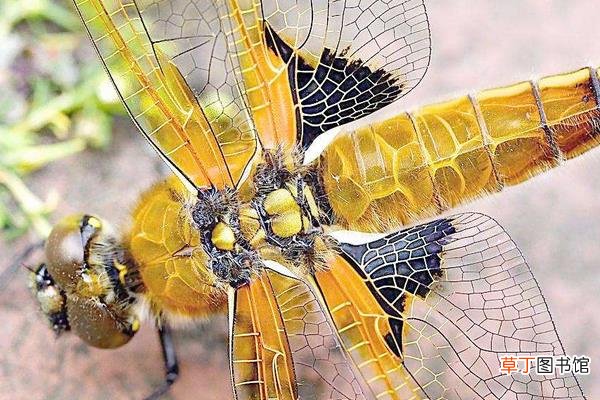 豆娘和蜻蜓的区别是什么 蜻蜓寓意和象征