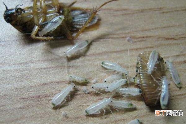 母蟑螂为什么吃公蟑螂 蟑螂公母区分方法