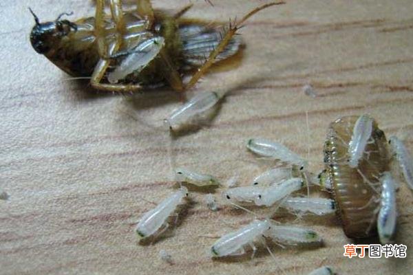 如何防止蟑螂爬到床上 蟑螂爬过的地方有毒吗