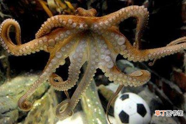 章鱼是什么动物 章鱼有多少种 章鱼吃什么