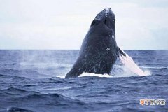 鲸鱼有多少种 世界上最大的鲸鱼是什么鲸鱼