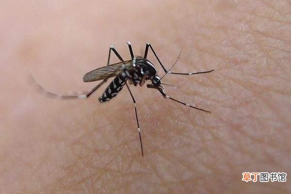 蚊子能活多久 蚊子几月份消失