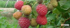 几月上市 双季红树莓什么品种好 双季红树莓什么时候成熟