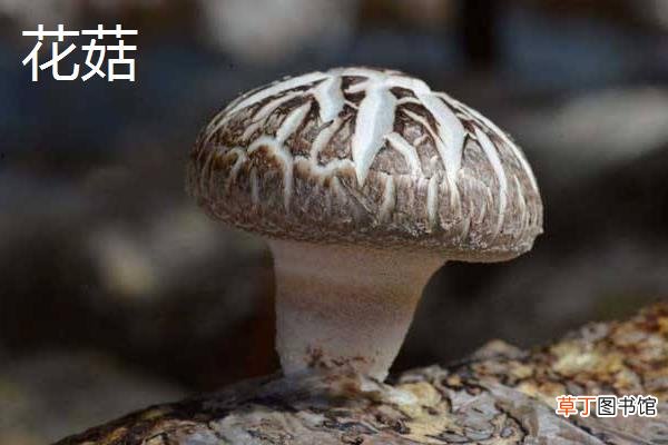 花菇和香菇的区别是什么 花菇是香菇吗
