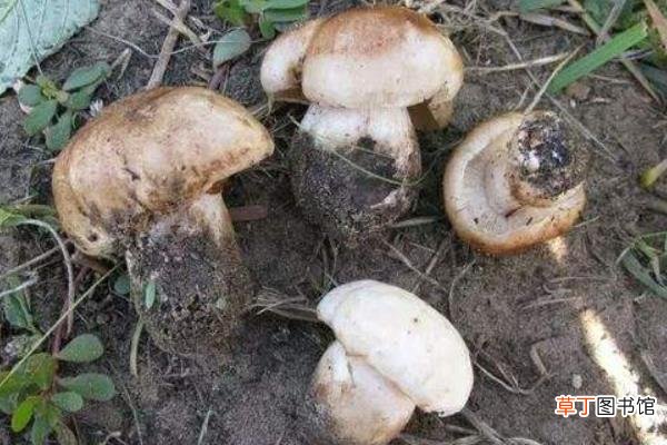 新鲜杨树菇怎么保存 怎么制作杨树菇干