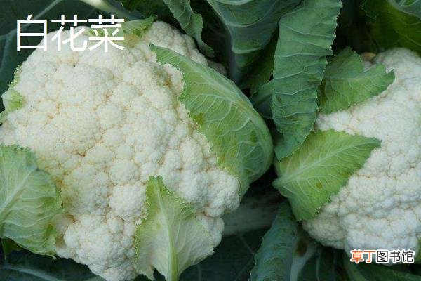 白花菜和青花菜、松花菜、龙葵的区别是什么 白花菜怎么食用
