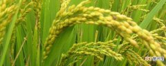 袁隆平杂交水稻亩产量是多少？比50年代提升3倍
