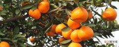 沃桔是哪里种植的？广西广东及重庆为沃柑橘主产地