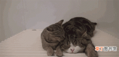 猫咪各种睡姿含义解析 猫咪睡觉眼睛半睁半闭是为什么