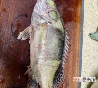 松鼠桂鱼的简单又好吃做法 松鼠桂鱼的做法有哪些窍门