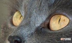 猫咪结膜炎原因及应对措施 猫结膜炎的症状及图片