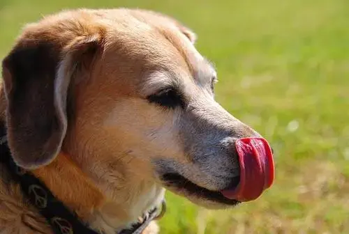 狗狗舔嘴的5大情况 狗狗突然频繁舔嘴是怎么回事