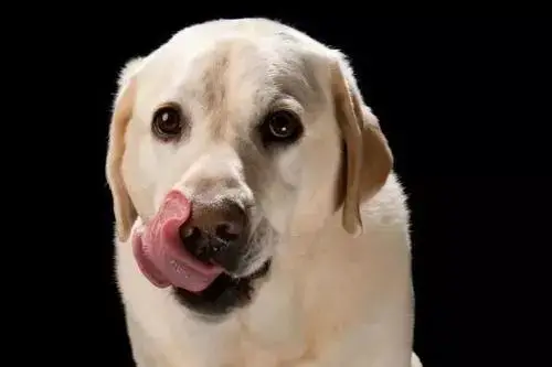狗狗舔嘴的5大情况 狗狗突然频繁舔嘴是怎么回事