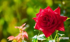 玫瑰扦插的5个注意事项 玫瑰如何扦插成活率高一点