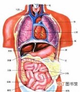 人体五脏六腑器官分布图 人的器官有哪些部位